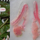 Image for article titled Silkworms Fed Dyed Mulberry Leaves To Produce Colored Silk